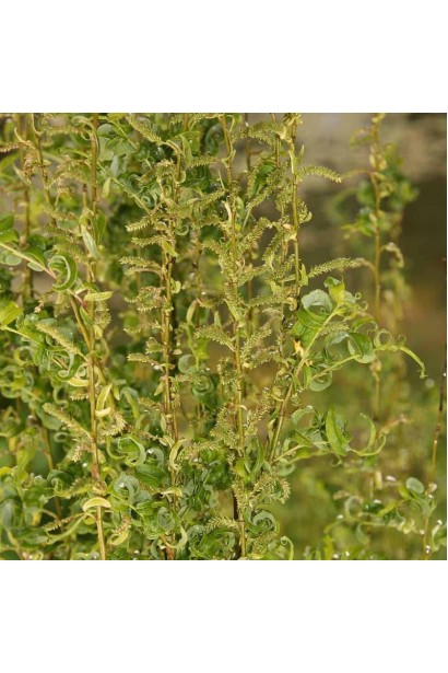 Верба повисла Кріспа цвітіння сережками